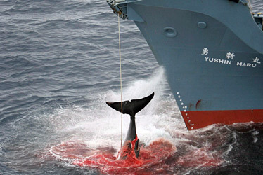 caza-ballenas.jpg