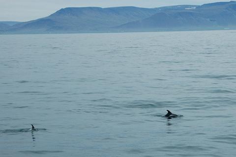 delfines-islandia.jpg