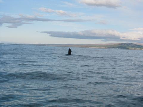 ballenas-islandia.jpg
