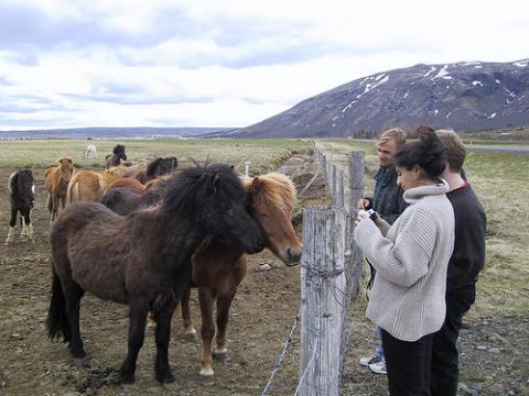 islandia-caballos-tour.jpg