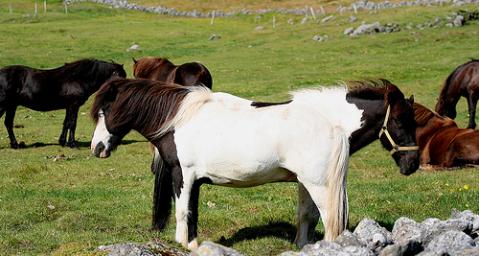 caballo-islandia.jpg